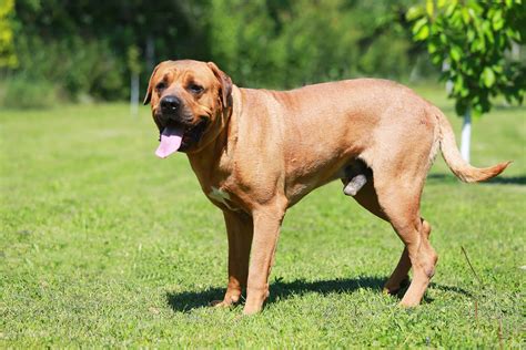 土佐 犬 闘犬 廃止|闘犬のルール .